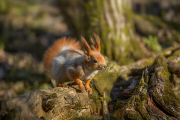 Squirrel on a tree in the forest, close-up