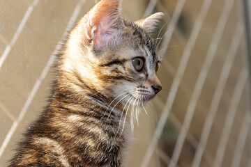 Gato filhote brincando em cima da cama
