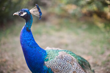Fototapeta premium Close up of exotic Peacock bird on sunny day