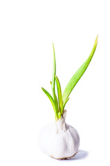 a Garlic isolated on a white background