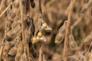 Closeup of soybean pod shattering with seed in field during harvest. Concept of drought stress, moisture content and yield loss
