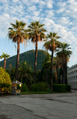 Tall slender palms are illuminated by the morning sun. In the background there is a wooded "Iverskaya Mountain" with a tower above. New Athos, Abkhazia