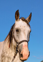 A portrait of a white horse in a headrest looks full-face close-up against a background of blue sky. There is a small wound on the nose. Insects and flies are circling around the animal