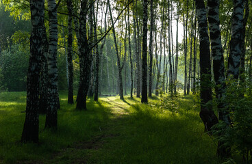 Birch forest, shady path, emerald green grass. From under the shady birches the path leads to a sunlit glade.