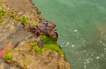 A red stone crab on a yellow wet stone with emerald green mud is preparing to jump into the green foaming sea water.