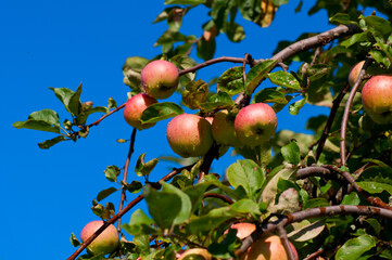 Colorful shot containing a bunch of red apples