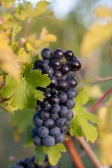 Winery Grapes on the Vine