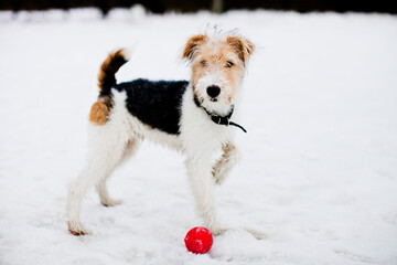 Young fox terrier dog walking and playing with ball on a cloudy winter day in the snow