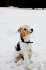 Young fox terrier dog sitting in the snow on a cloudy winter day