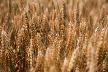 Yellow grain ready for harvest growing in a farm field