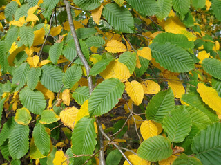 Gelbes Laub im Herbst an den Bäumen als Bildhintergrund