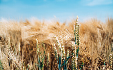 Fototapeta premium Yellow grain ready for harvest growing in a farm field