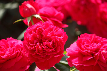 赤いバラの花