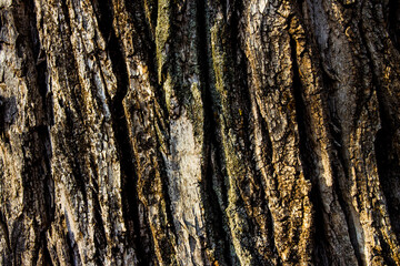 texture of ancient dark brown old big tree macro close-up shot for background and wallpaper, wood beautiful texture