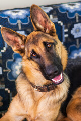 hilarious funny amusing young german shepherd dog with big ears smiling tilted head to the side sitting on the sofa