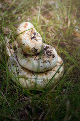 Pyramid of mushrooms Lactarius resimus is on the grass illuminated by the sun in the autumn forest