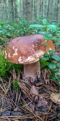 mushroom in the forest