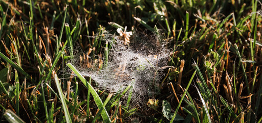 Early summer or autumn morning with dewdrops on the grass and a beautiful cobweb on the lawn. Protection of the untouched natural environment. Little inhabitants of the wild