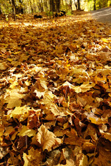 Close-up fallen colorful leaves. Fall concept. Autumn foliage.