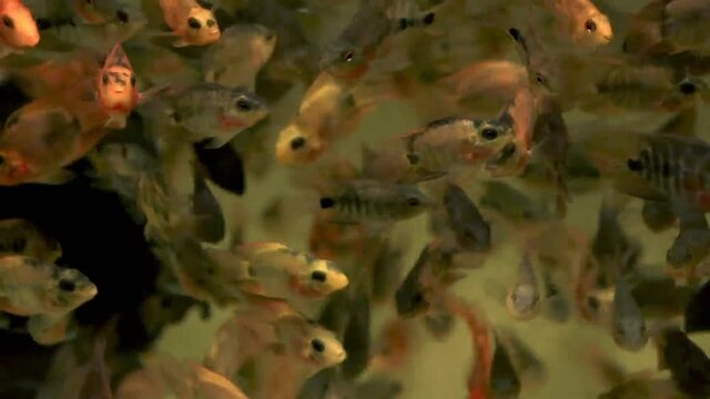 Close up of juvenile African Cichlids crowding in a fish tank at a pet shop in Chatuchak Market in Bangkok Thailand