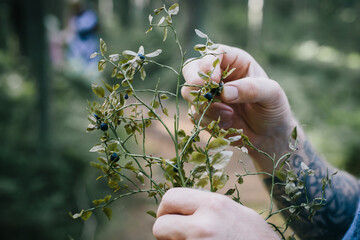 Picking blueberries in the forest