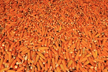 Dried corn background stock photo 