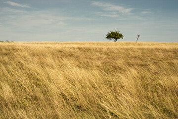 Beautiful grassland landscape with small trees, Deliblatska pescara, Zagajicka brda,  Serbia - 385503927