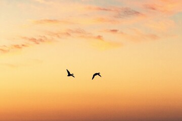 Silhouette of Birds in Flight