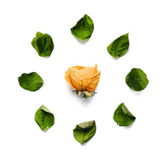 Dried yellow rose and petals in a circle on a white background isolated