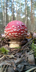 fly agaric mushroom