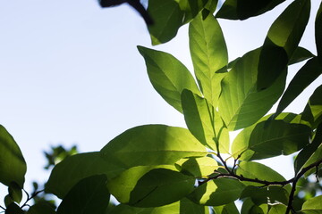 Closeup of under green leaf with blue sky