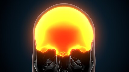3d illustration of human skeleton skull frontal bone anatomy  © PIC4U