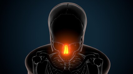 3d render of human skeleton nasal cartilage anatomy
