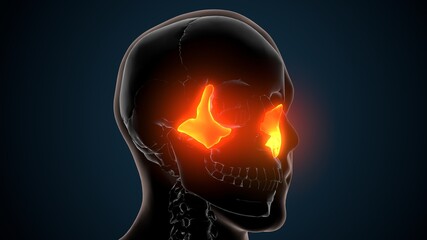 3d illustration of human skeleton skull zygotic bone anatomy  © PIC4U