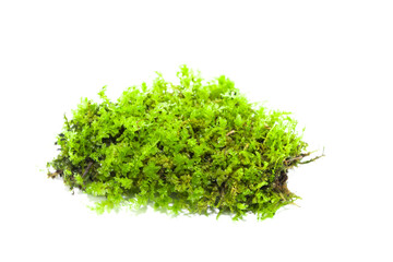 Green bright fresh moss grows on a piece of old rotten wood, isolated on white background