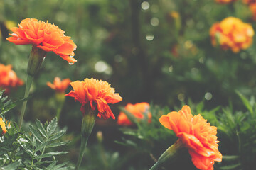 Marigold flower closeup