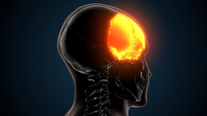 3d illustration of human skeleton skull frontal bone anatomy © PIC4U