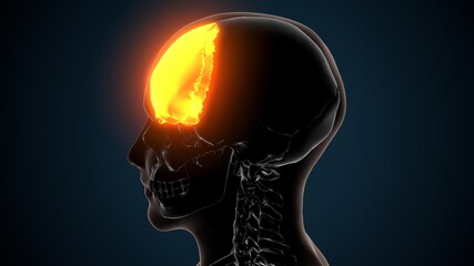 3d illustration of human skeleton skull frontal bone anatomy