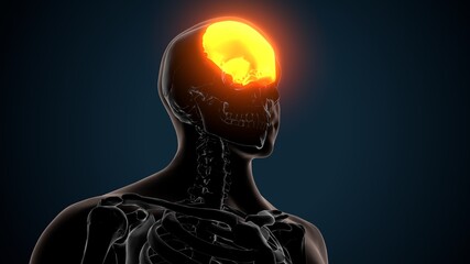 3d illustration of human skeleton skull frontal bone anatomy