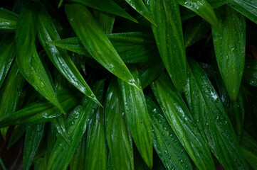 Fototapeta premium Green leaf texture with water droplets for background