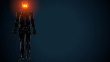 3d illustration of human skeleton skull occidental bone anatomy