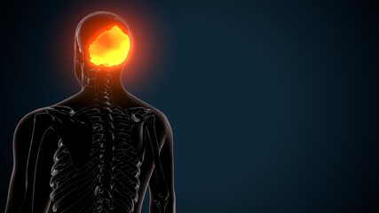 3d illustration of human skeleton skull occidental bone anatomy © PIC4U