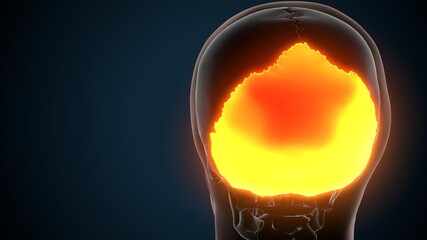 3d illustration of human skeleton skull occidental bone anatomy © PIC4U