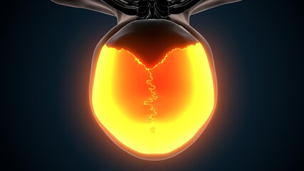 3d illustration of human skeleton skull parietal bone anatomy © PIC4U