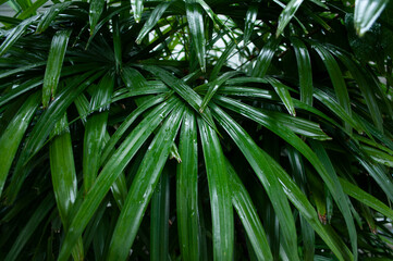 Green palm leaves for background