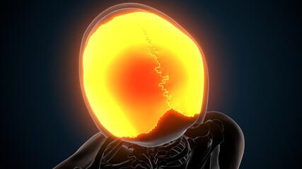 3d illustration of human skeleton skull parietal bone anatomy © PIC4U