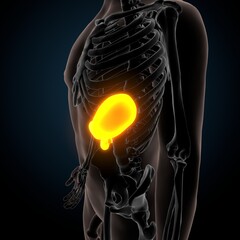 3D Illustration of Human Digestive System Stomach Anatomy