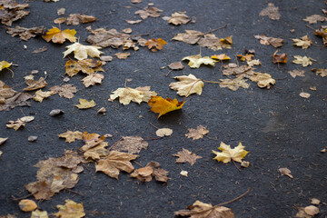 Leaves on the path. Dry maple leaves fell to the asphalt. Autumn weather.