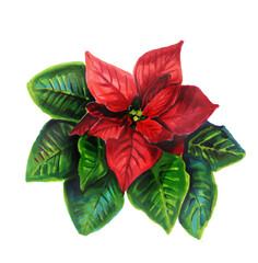 Watercolor Botanical illustration Poinsettia flowers  for Christmas or New Year greeting card design. Poinsettia plant with star flower and leaf for Xmas winter holiday decoration. isolated icon