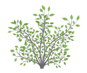 Bush plants with green leaves of different colors on a white background